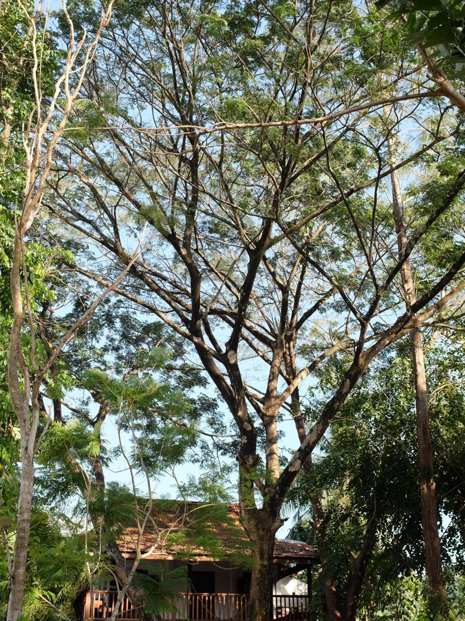 Rumah Jah Langkawi Pantai Cenang  Eksteriør billede